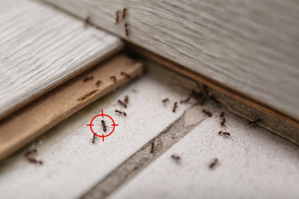 Best Cockroach Control Services  in Dana, NC